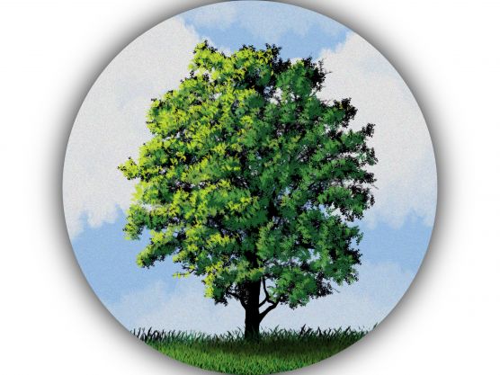 The Tree