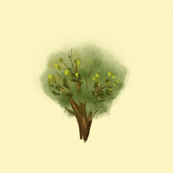 Study Tree Images Tree Study