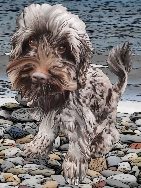 George The Cockapoo George