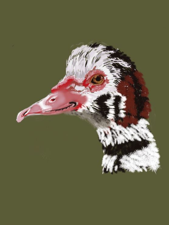 Anatra