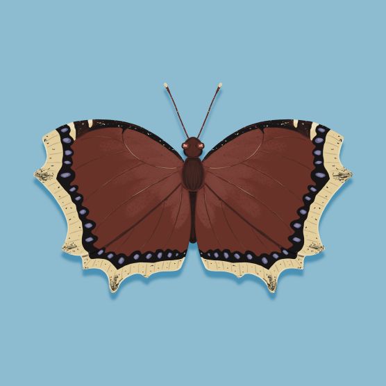 Mourning Cloak Butterfly
