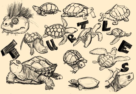 Turtle Scatch Sketch - Turtles