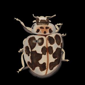 Fatyangra Insect Yannie