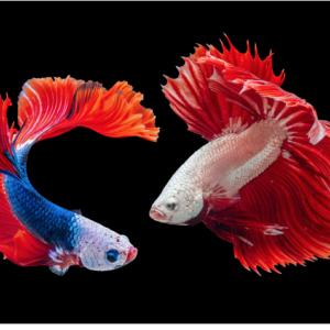 Kalvari Fish KAl